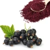 black currant powder